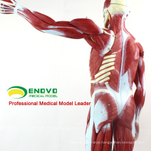 MUSCLE02(12024) Full Size 170cm Human Muscles Anatomical Models with Organs Removable 12024